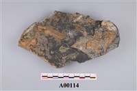 藏品(植物化石)的圖片